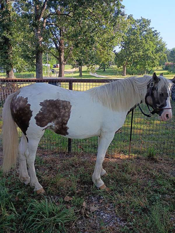 rocky-mountain-filly-stallion