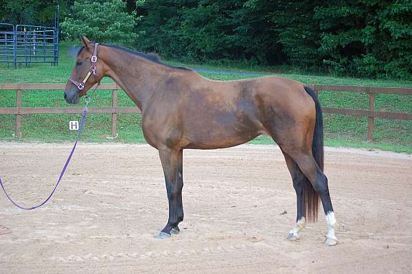 bathe-dutch-warmblood-horse