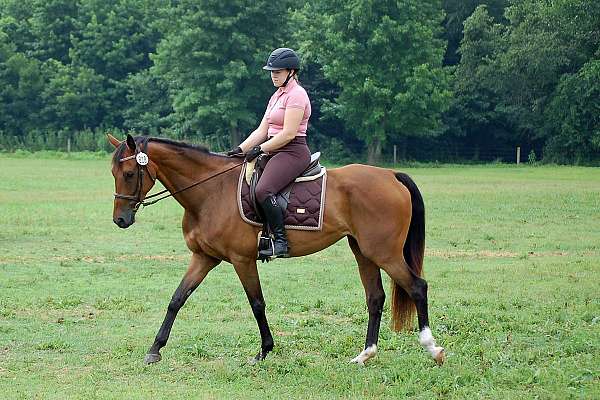 bridges-dutch-warmblood-horse