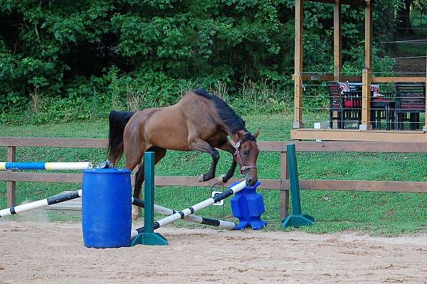 confident-rider-dutch-warmblood-horse