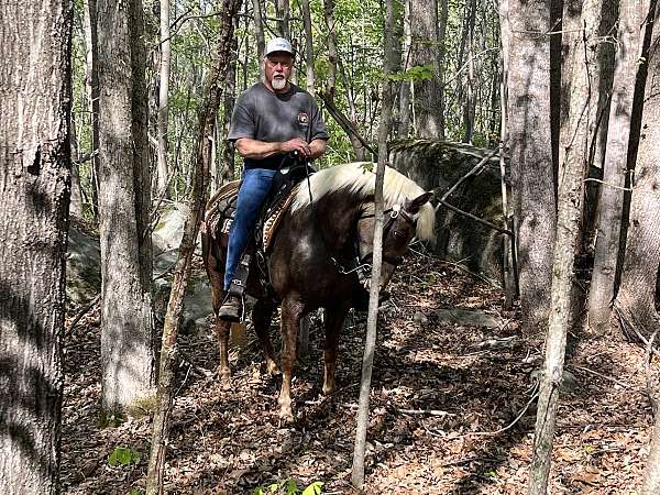 rocky-mountain-mare