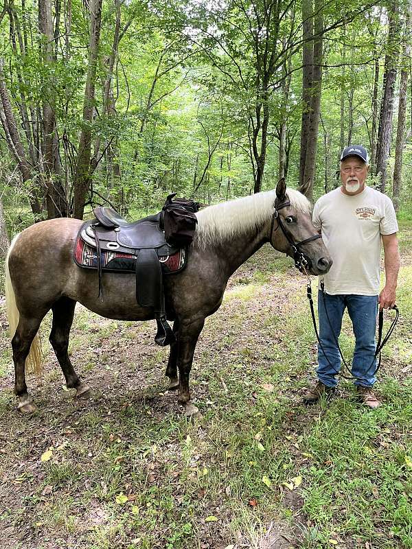 rocky-mountain-horse-for-sale