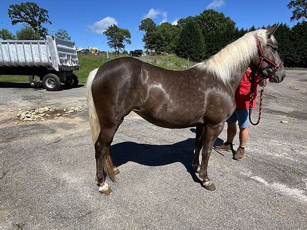 rocky-mountain-horse