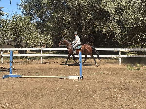 sporth-gelding