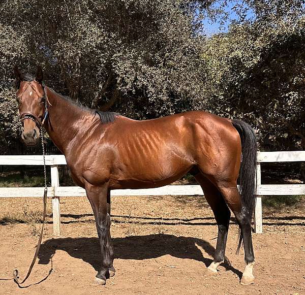 sporth-horse
