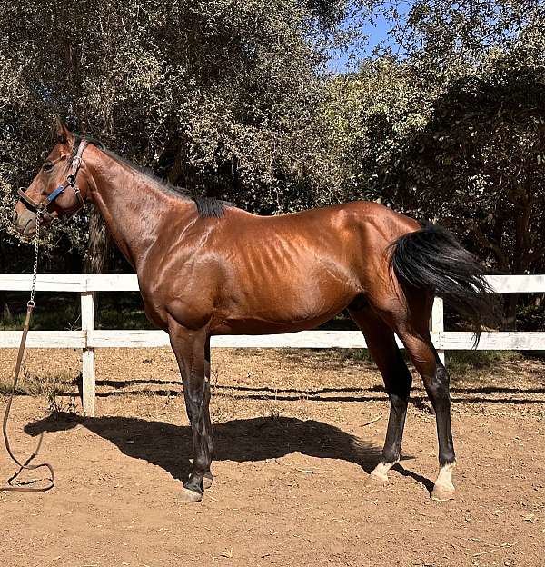 multitalented-thoroughbred-horse