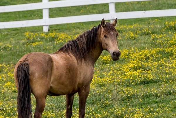 apparent-mustang-horse