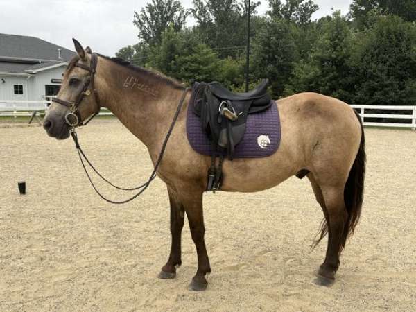 arena-mustang-horse