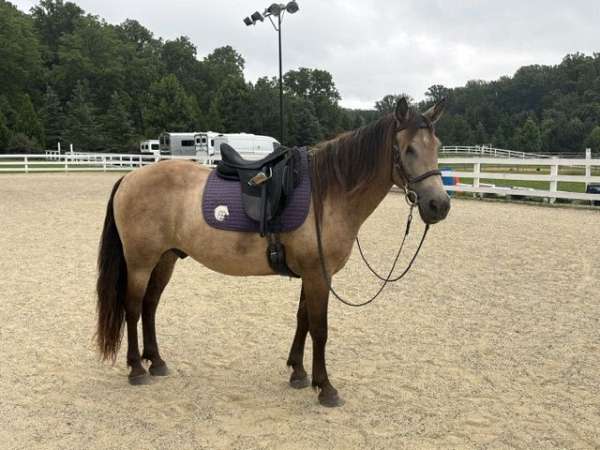 best-mustang-horse
