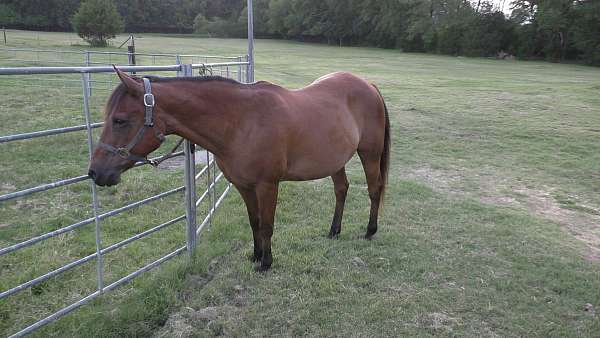 trail-riding-pony