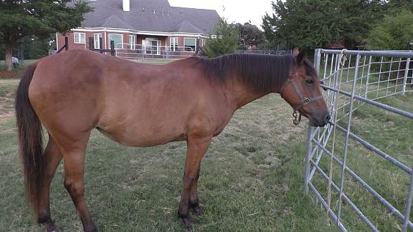 bay-pony-mare