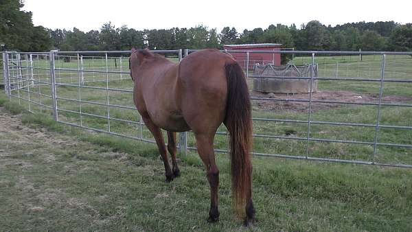 bay-trail-riding-pony