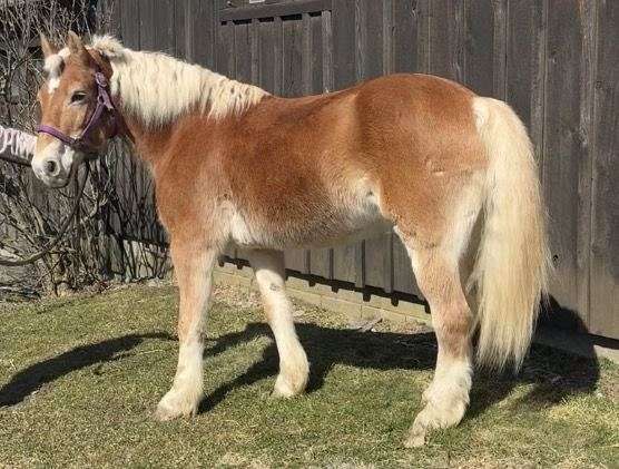 arena-haflinger-pony