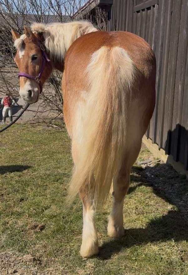 attention-haflinger-pony