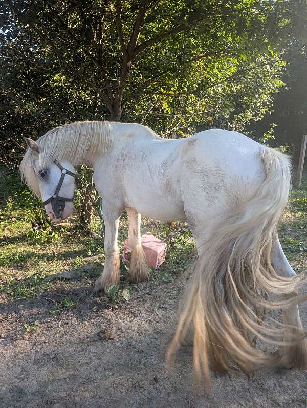 grey-gypsy-vanner-stallion