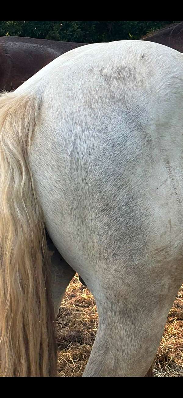 grey-stallion-for-sale