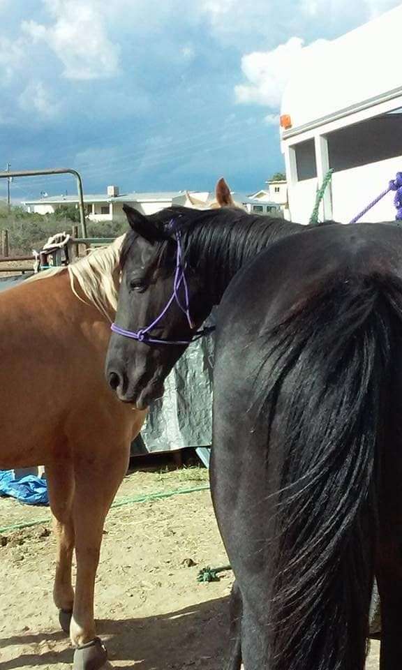 black-palomino-barrel-horse