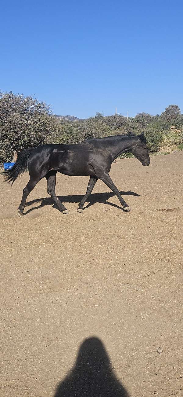 black-palomino-cross-horse