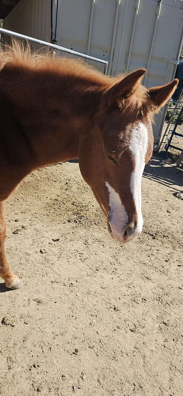 all-around-quarter-horse