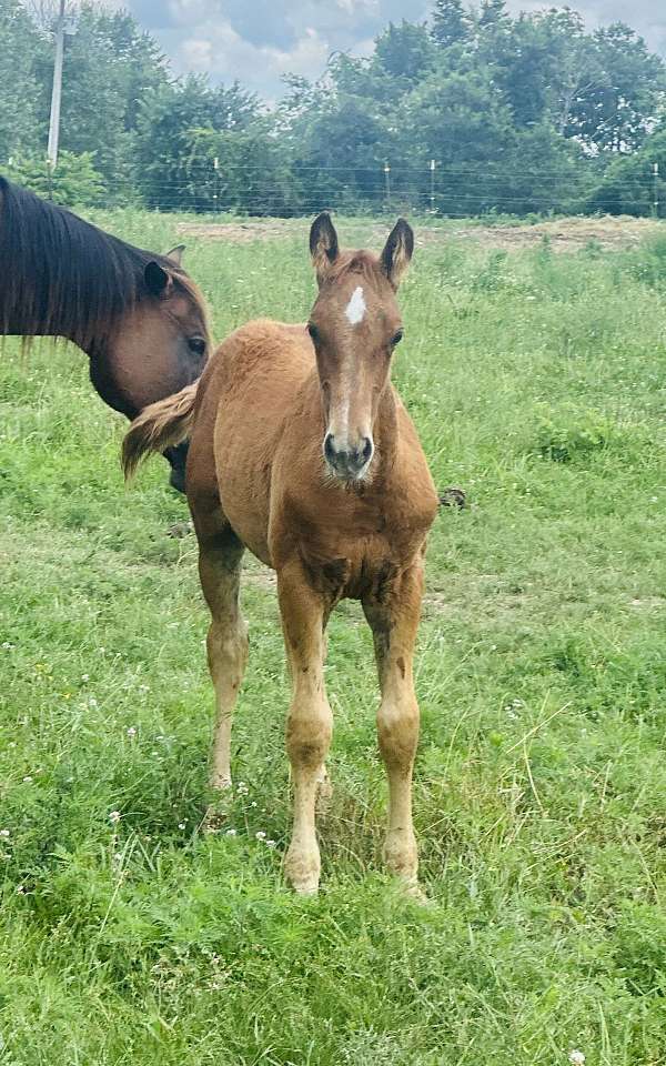 all-around-quarter-horse