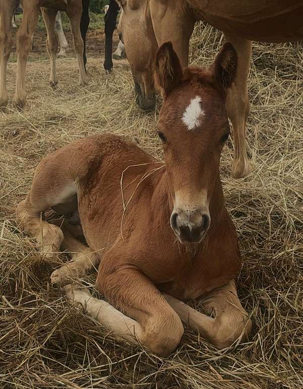 athletic-quarter-horse