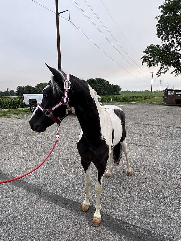 paint-pony-stallion