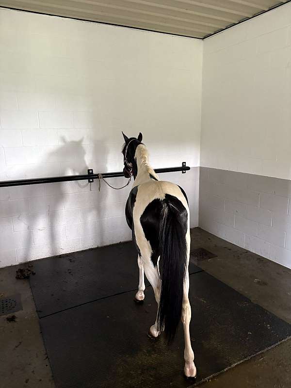 paint-pony-for-sale