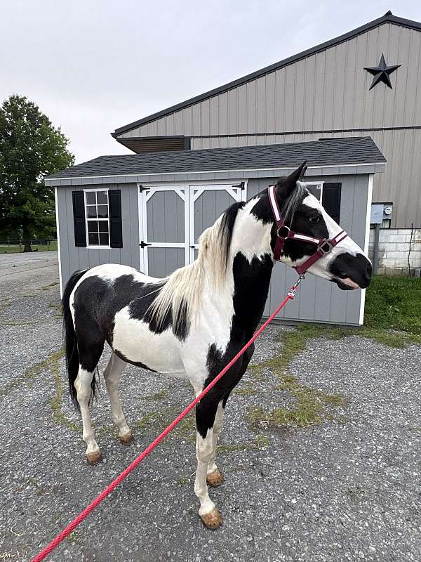 paint-pony