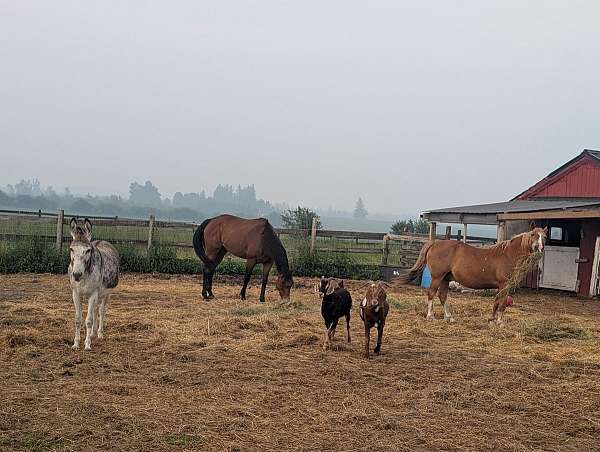 cross-trail-donkey-pony