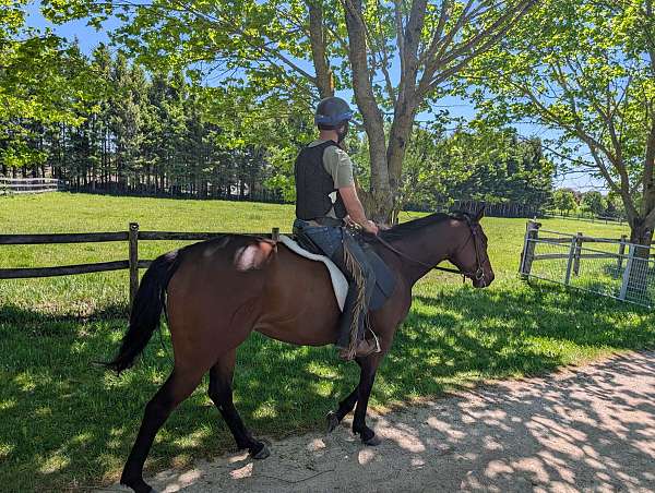 thoroughbred-mare