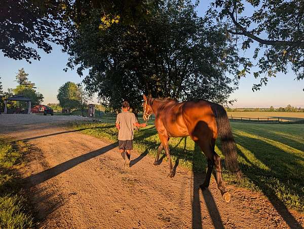 thoroughbred-pony-for-sale