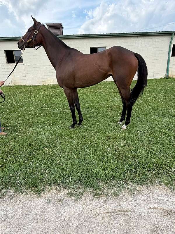 thoroughbred-filly