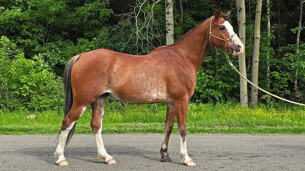 roan-morgan-gelding