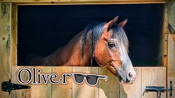 roan-arabian-gelding