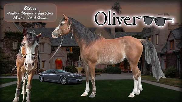 bay-roan-arabian-pony