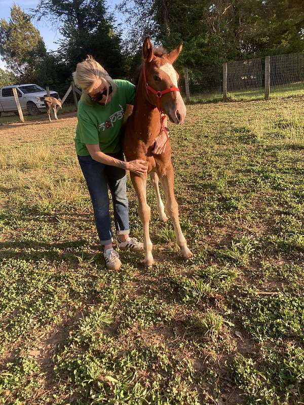 behaved-draft-horse
