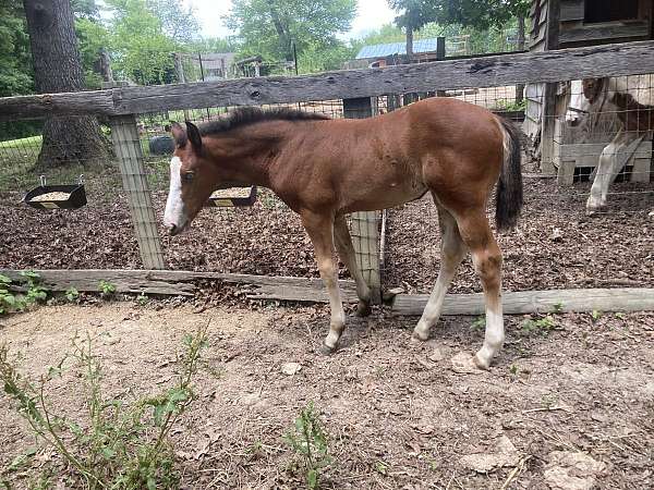 brown-overo-draft-horse