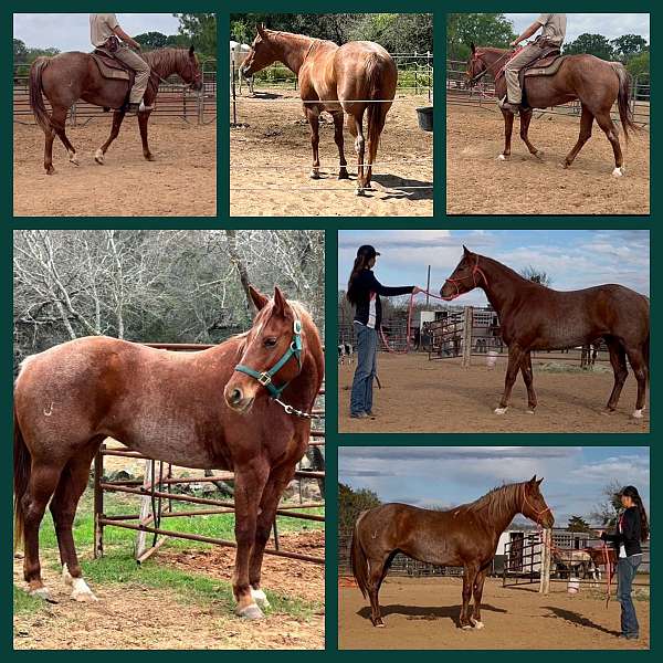red-roan-quarter-horse-mare