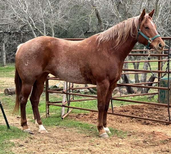 red-roan-aqha-horse