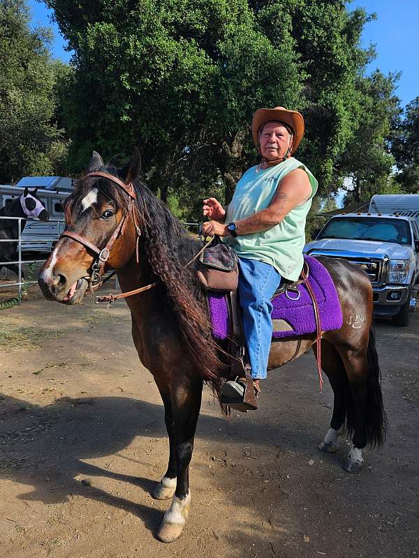 quarter-horse-gelding
