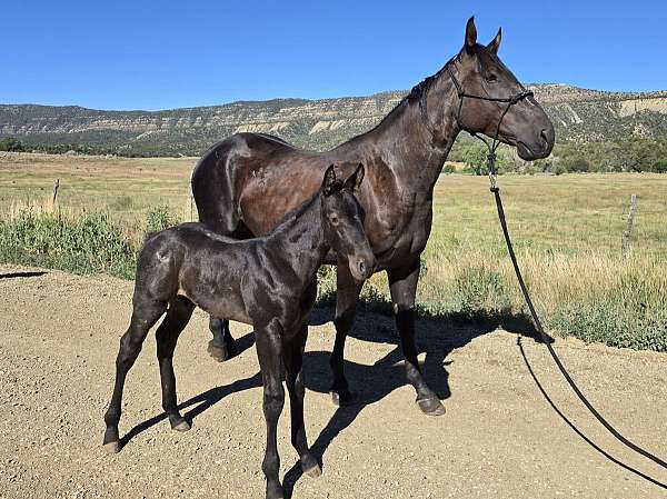 quarter-horse-broodmare