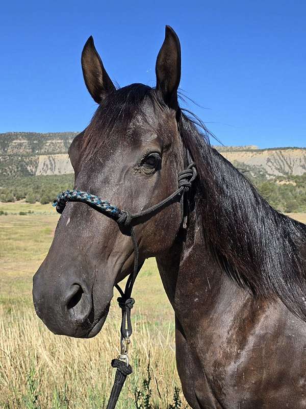 athletic-halter-colt-mare