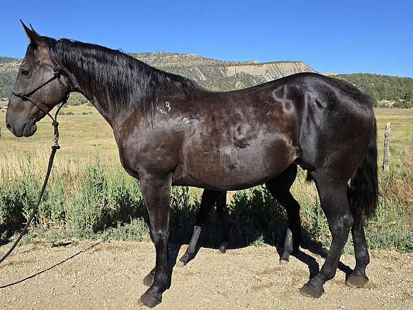 quarter-horse-for-sale