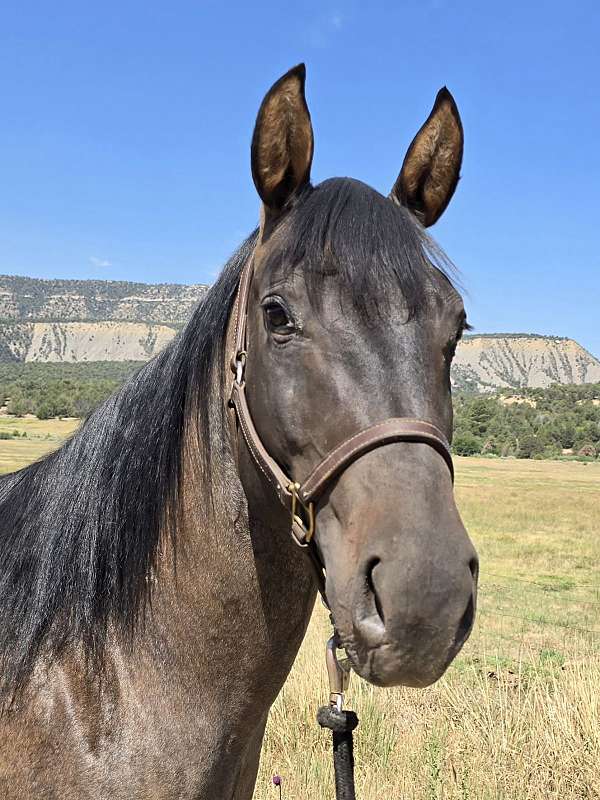 grulla-roan-halter-show-horse