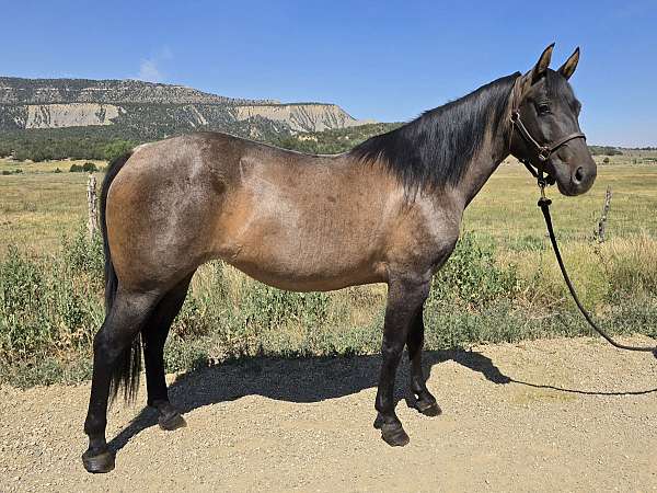 halter-show-broodmare