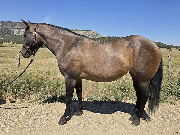 grulla-roan-colt-for-sale