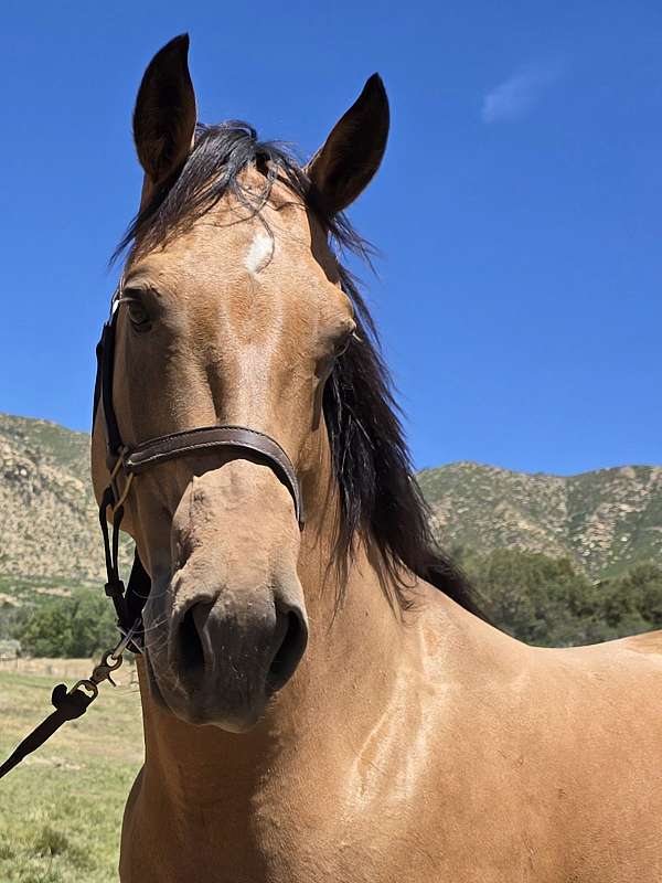 colt-palomino-horse