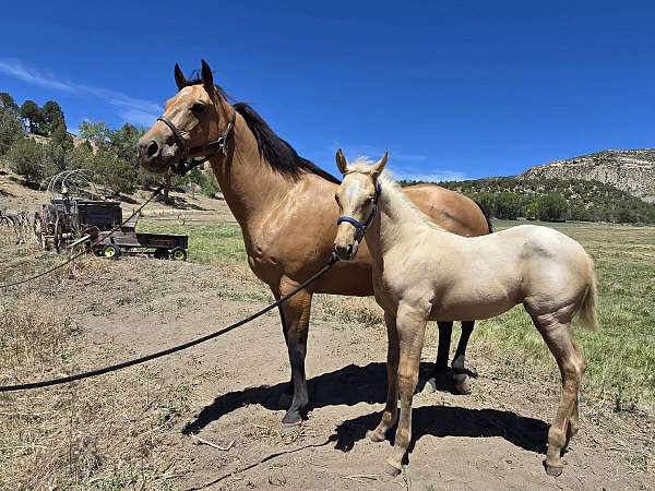roan-palomino-broodmare