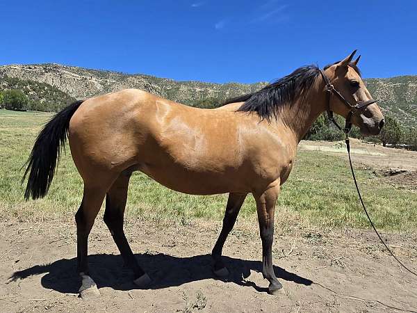 white-palomino-broodmare