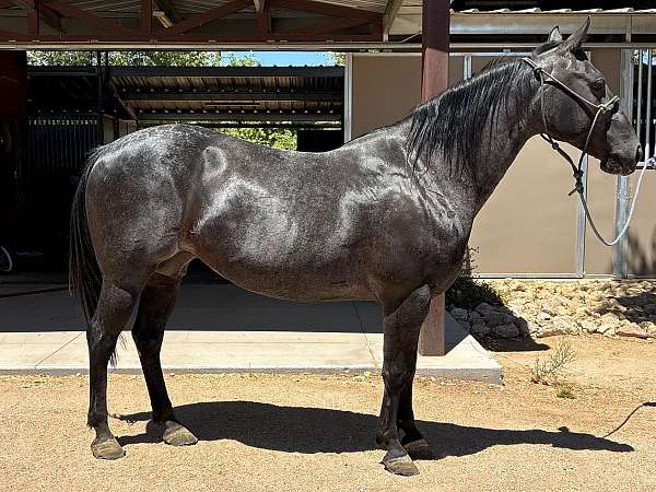 filly-quarter-horse